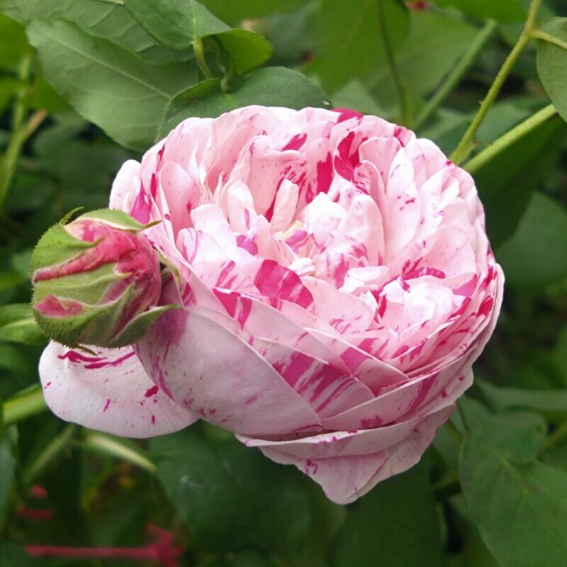 バリエガータボローニャの花とつぼみ