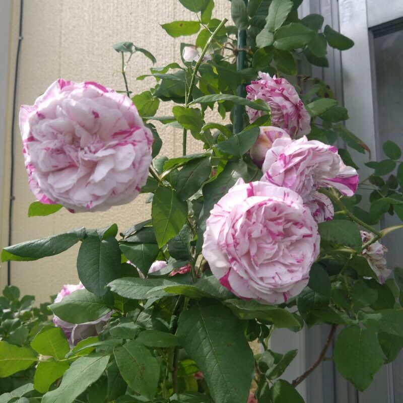 現在は鉢栽培中