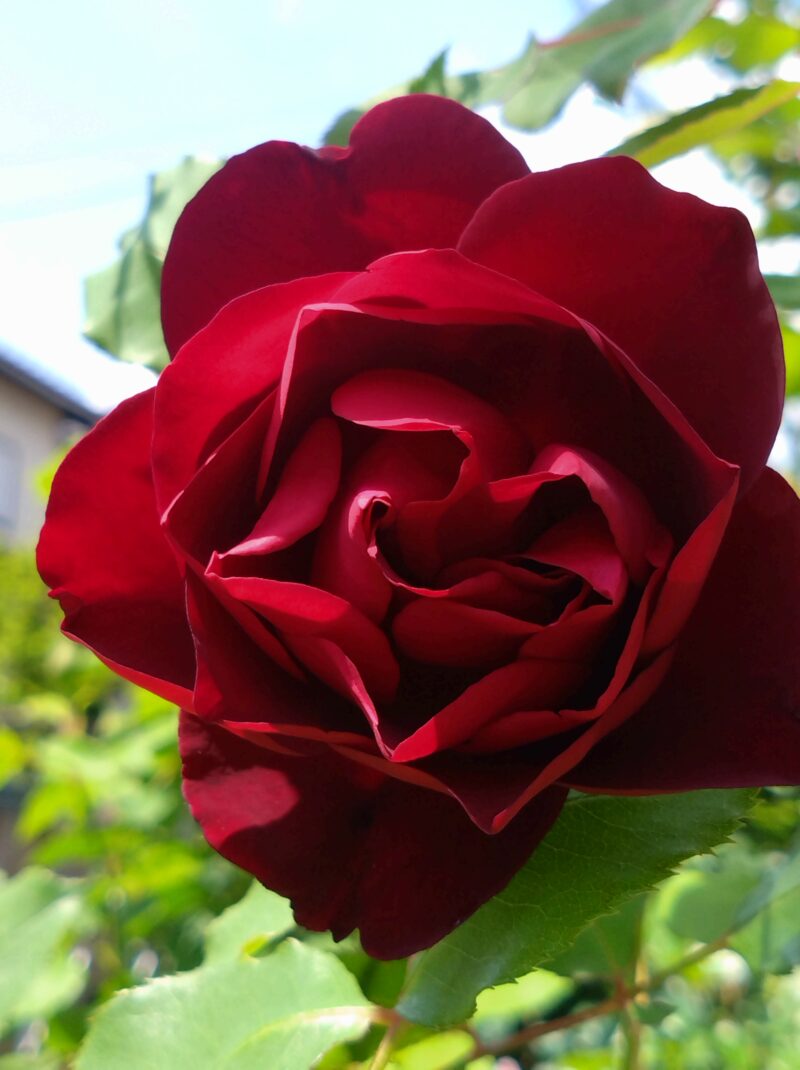 フランシスデュブリュイの花
