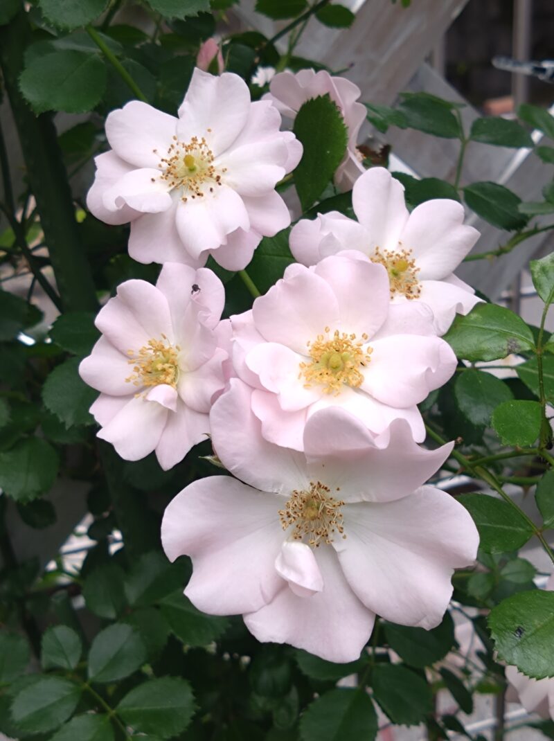 ガラシャの花