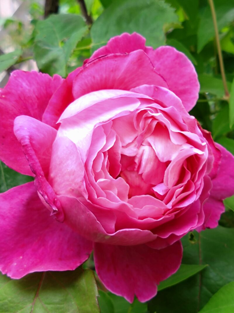イフアイフェルの花