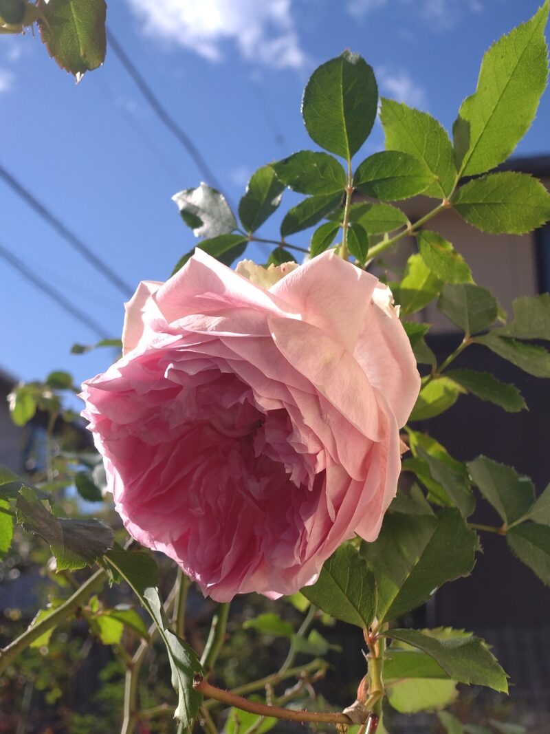 夕日を背にしたリラの花