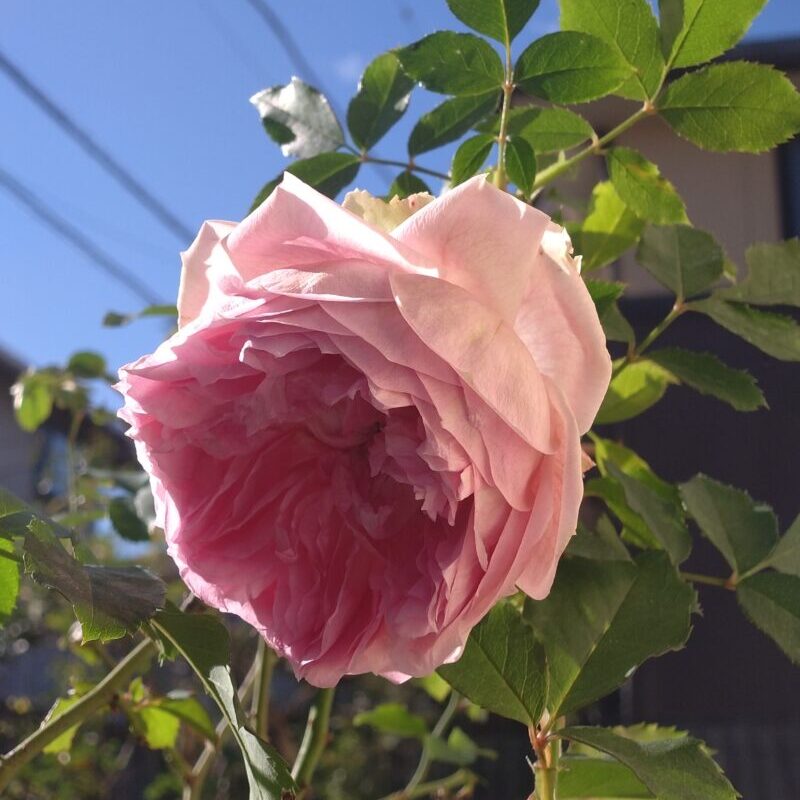 西日を背にして咲くリラの花