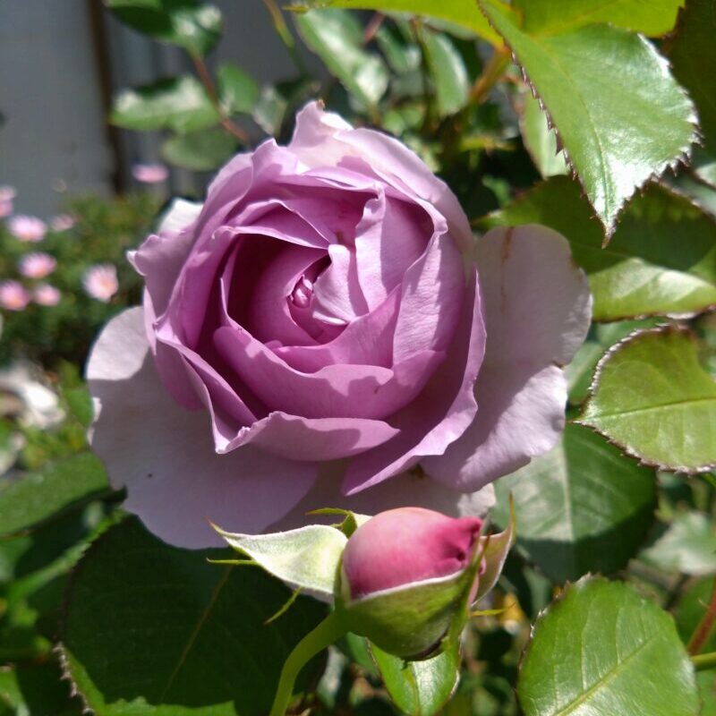 リラの花とつぼみ