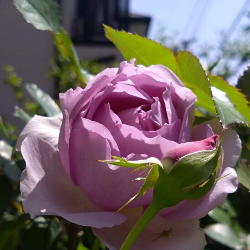 リラの花とつぼみ