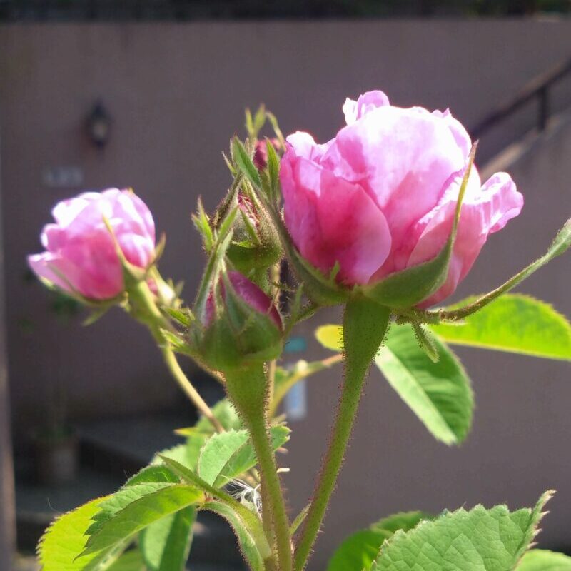 咲き始めの花とつぼみ