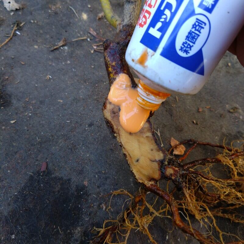 癒合剤を塗布する