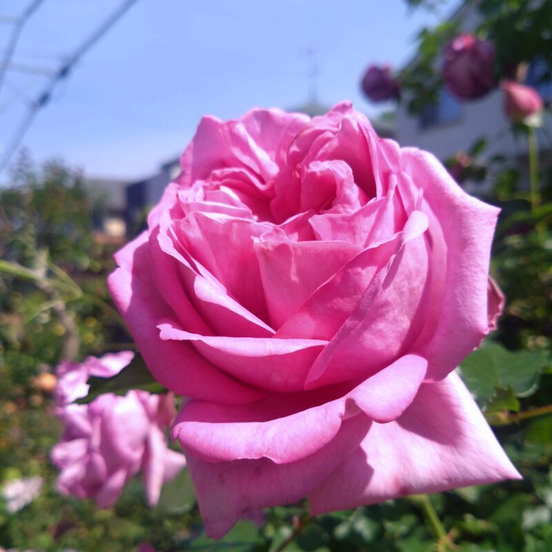 ローズポンパドールの花
