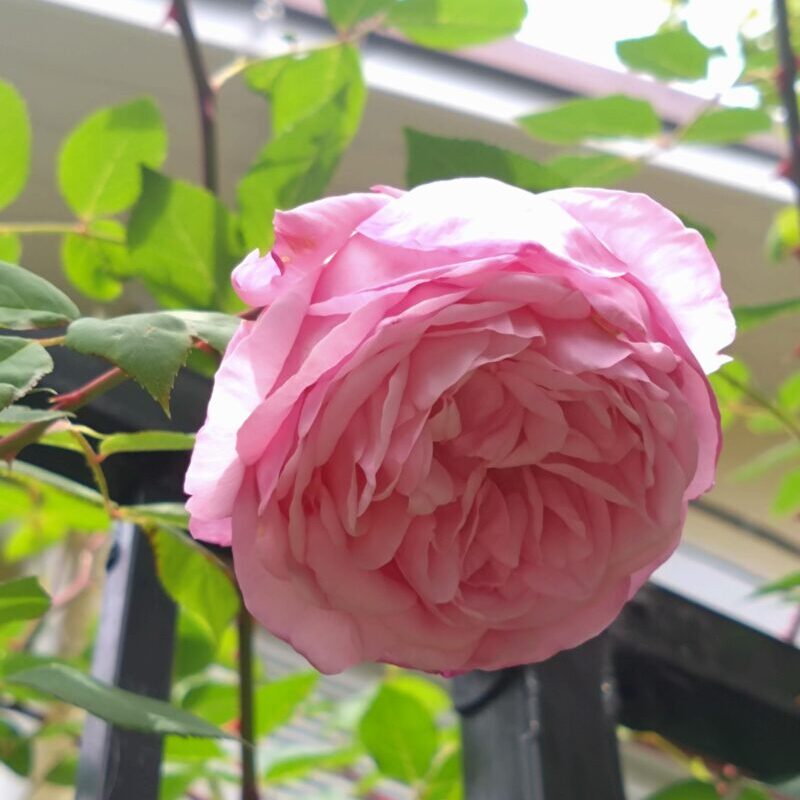 ソニアリキエルの花