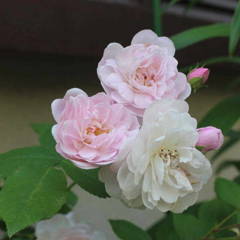 ブラッシュノアゼットの花