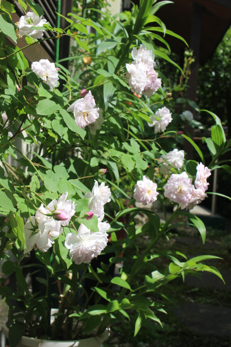 ブラッシュノアゼット┃鉢植えですが豪華に咲きます