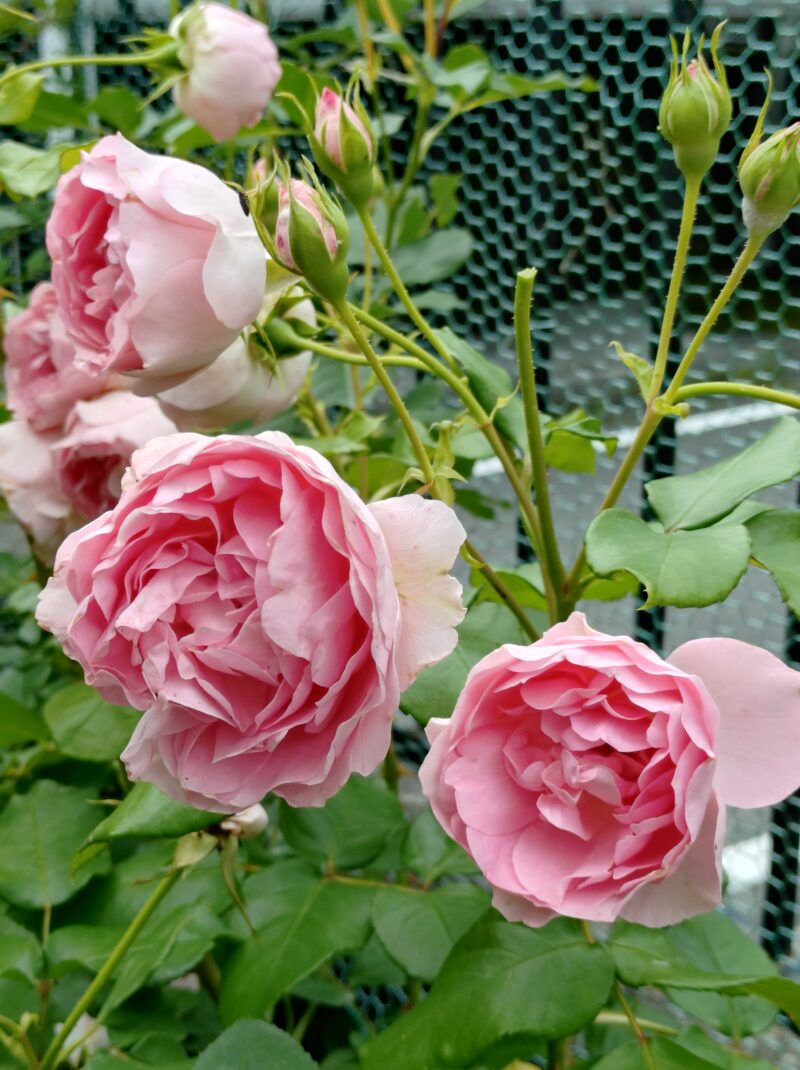 ギィ・ドゥ・モーパッサンの花