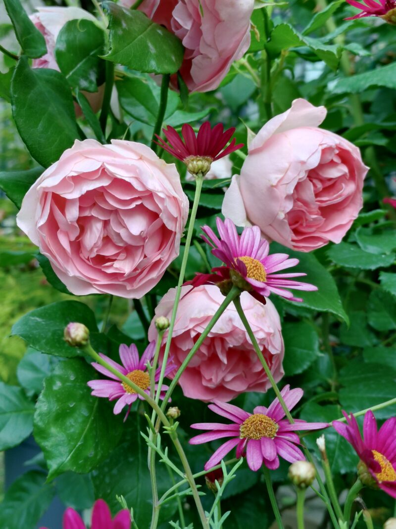 ギィ・ドゥ・モーパッサンの花とマーガレット