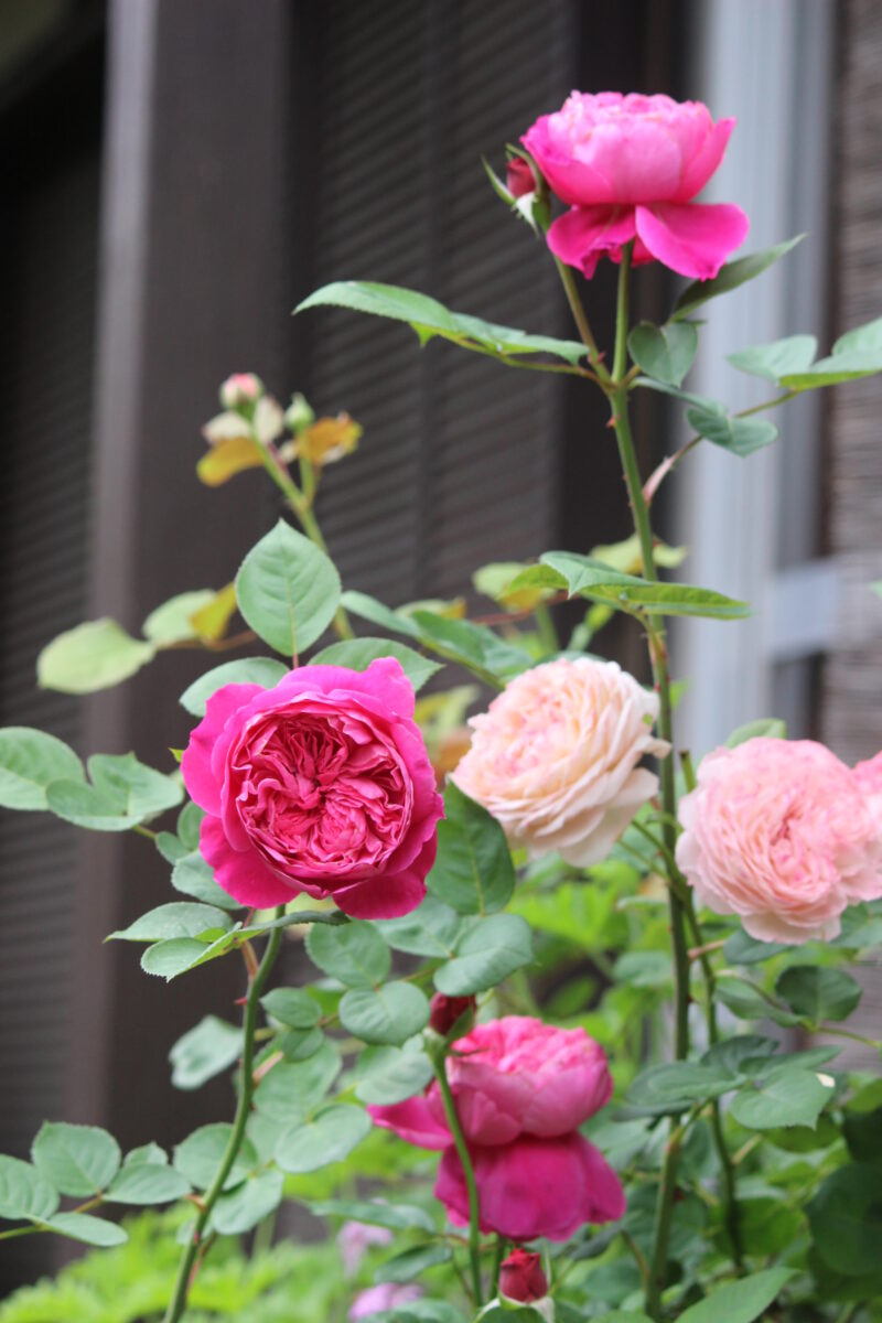 アカデミアの花(左)と、奥はコンフィチュールの花(右)