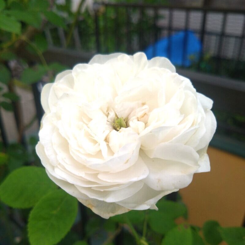 マダムアルディの花