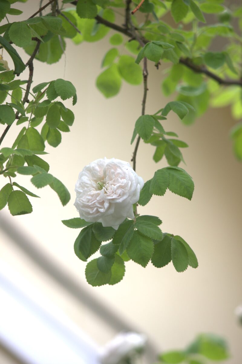 マダムアルディ┃枝垂れた枝に咲く花