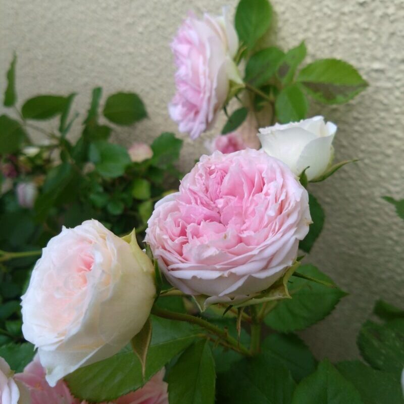 アミロマンティカの花