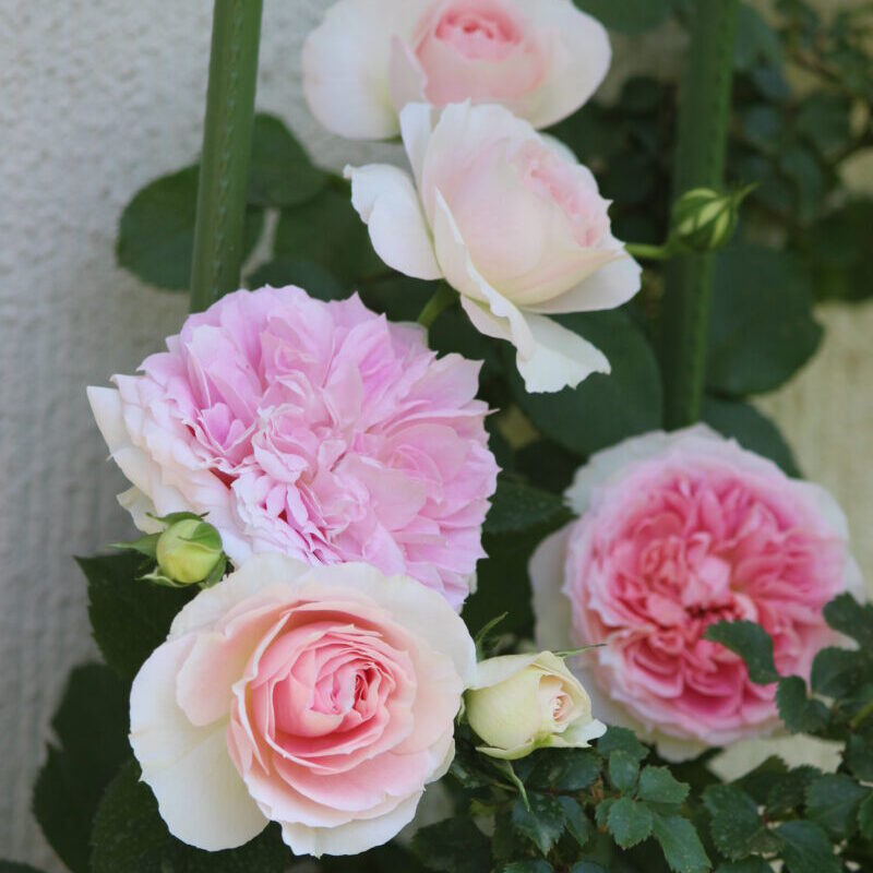 アミロマンティカの花