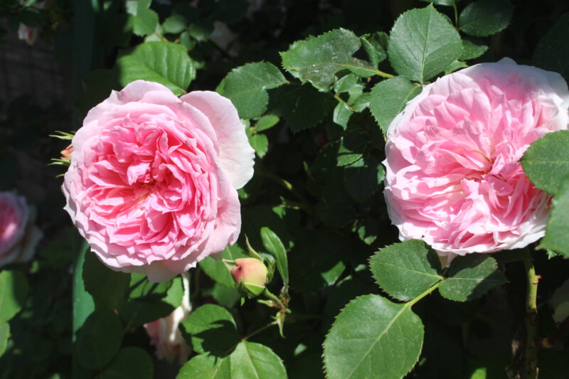 日の光を浴びているアミロマンティカの花