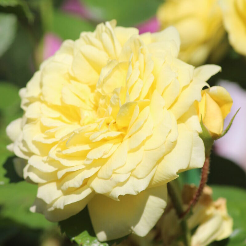ベルロマンティカの花