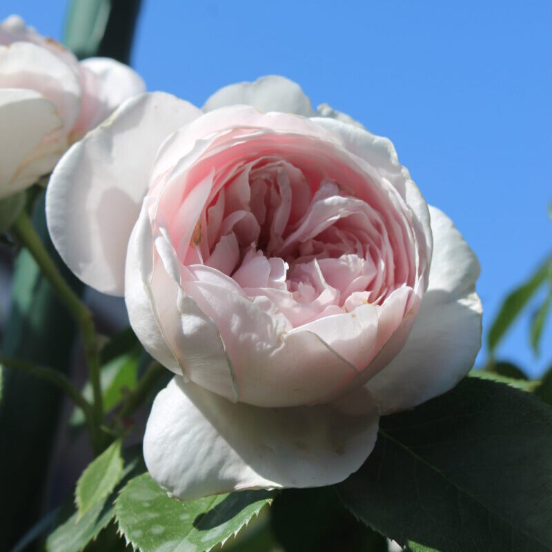クリスティアーナの花