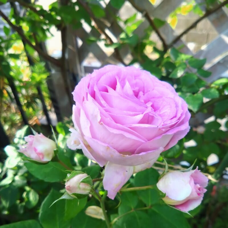 エーデルシュタインの花