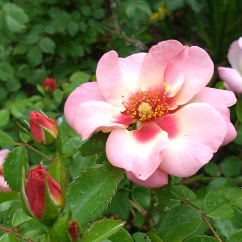 フォーユアアイズオンリーの花