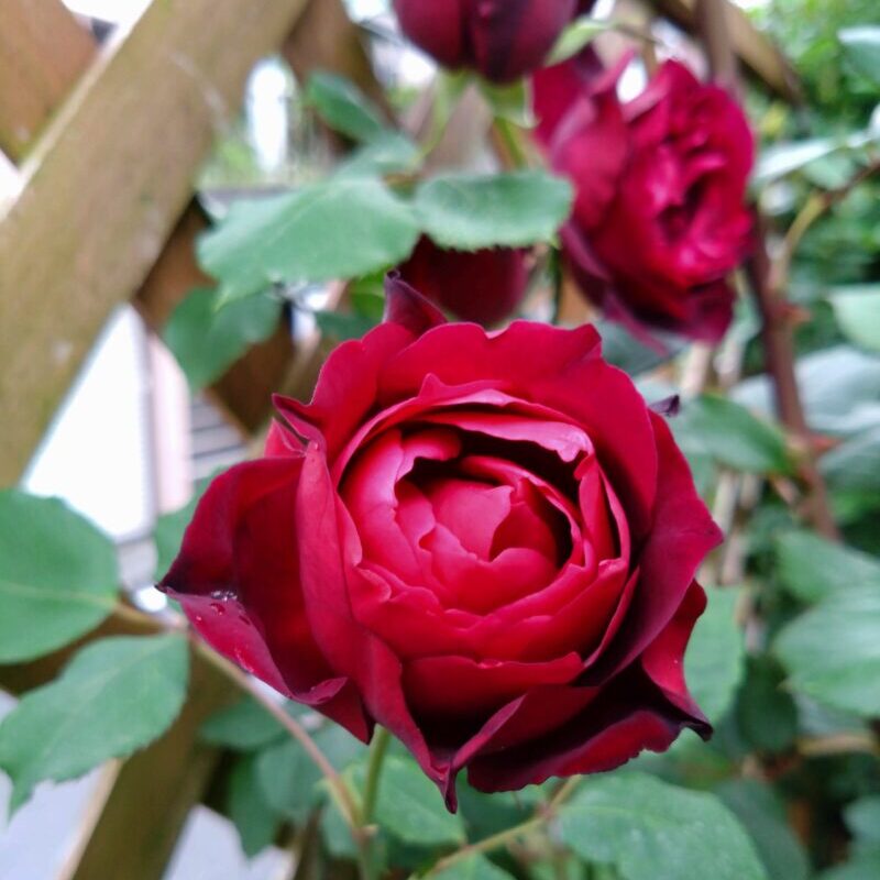 フランシスデュブリュイの花