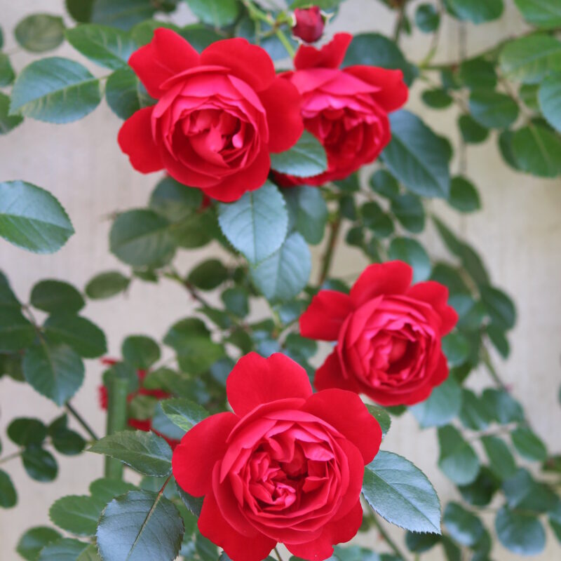 フロレンティーナの花