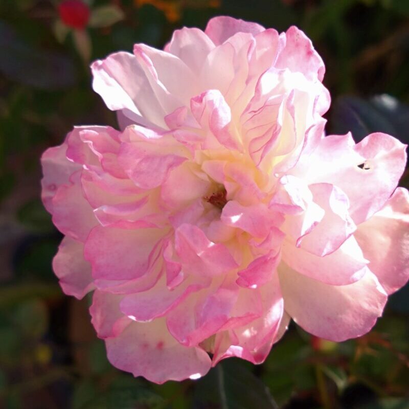 初冬には花がピンクに色づく|グリーンアイス