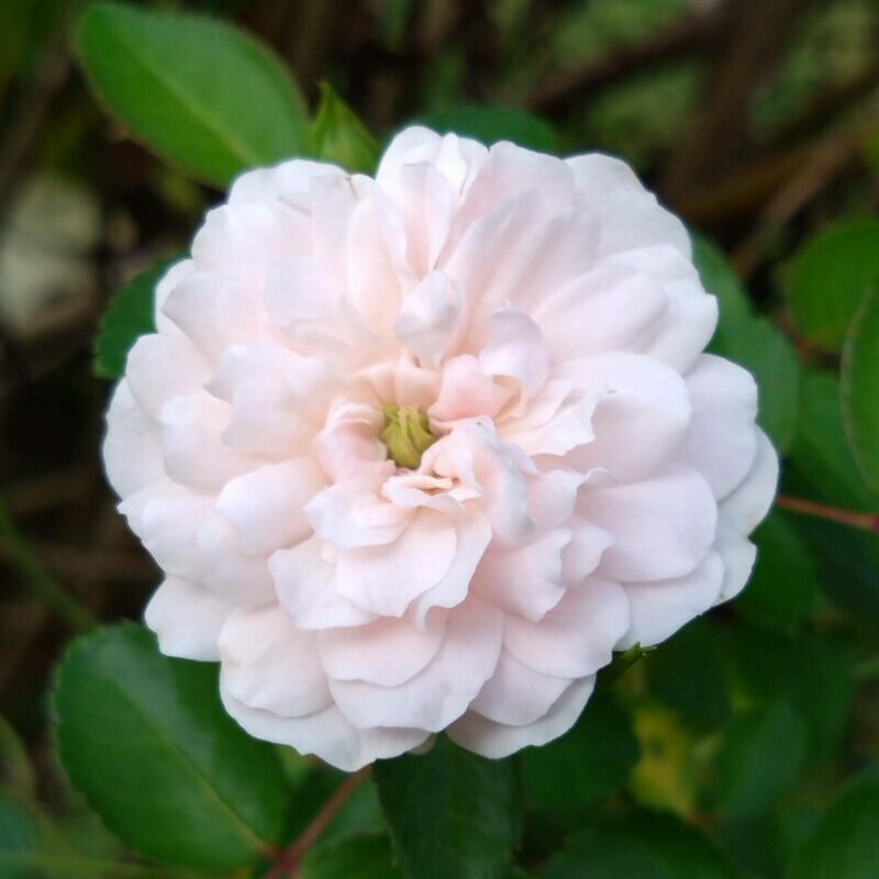 春の花はグリーンアイが映える|グリーンアイス
