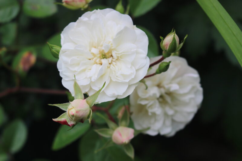 グリーンアイス5月の花