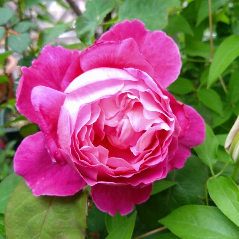 イフアイフェルの花