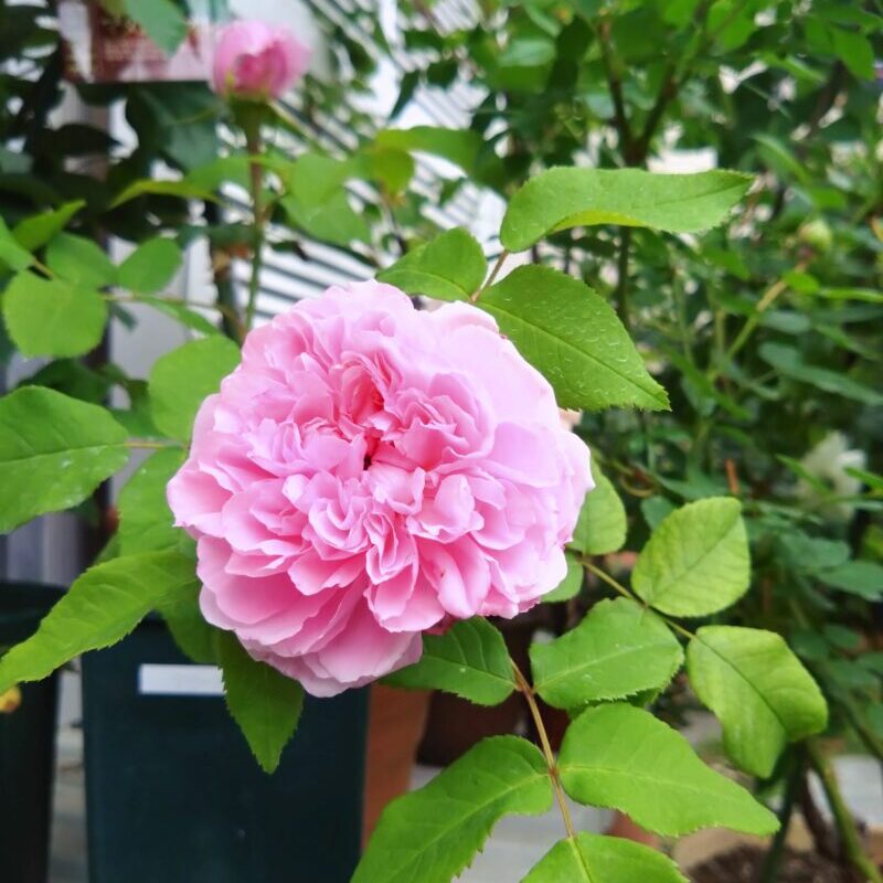 ジャックカルティエの花