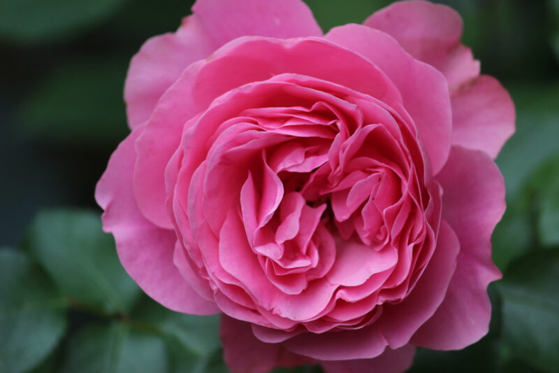 レオナルドダヴィンチの花