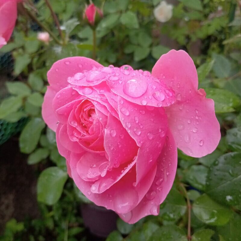 レオナルドダヴィンチ┃雨をはじく花弁の強さ