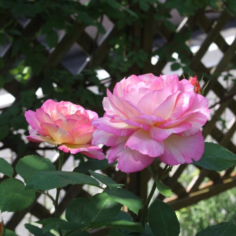 日差しの強さで花色に変化が出ます|マルクシャガール