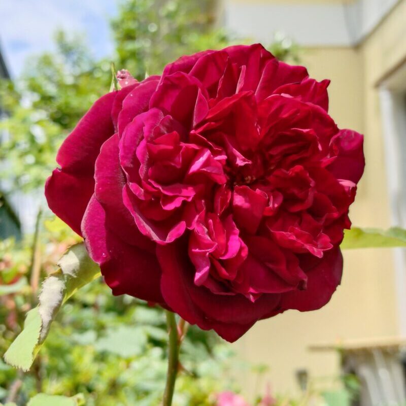 ムンステッドウッドの花