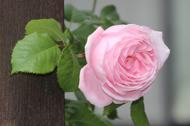 ナエマの花