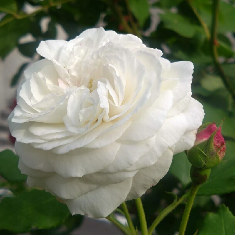 ブール・ド・ネージュの花