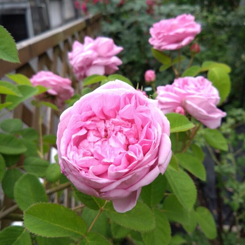シャポードナポレオンの花