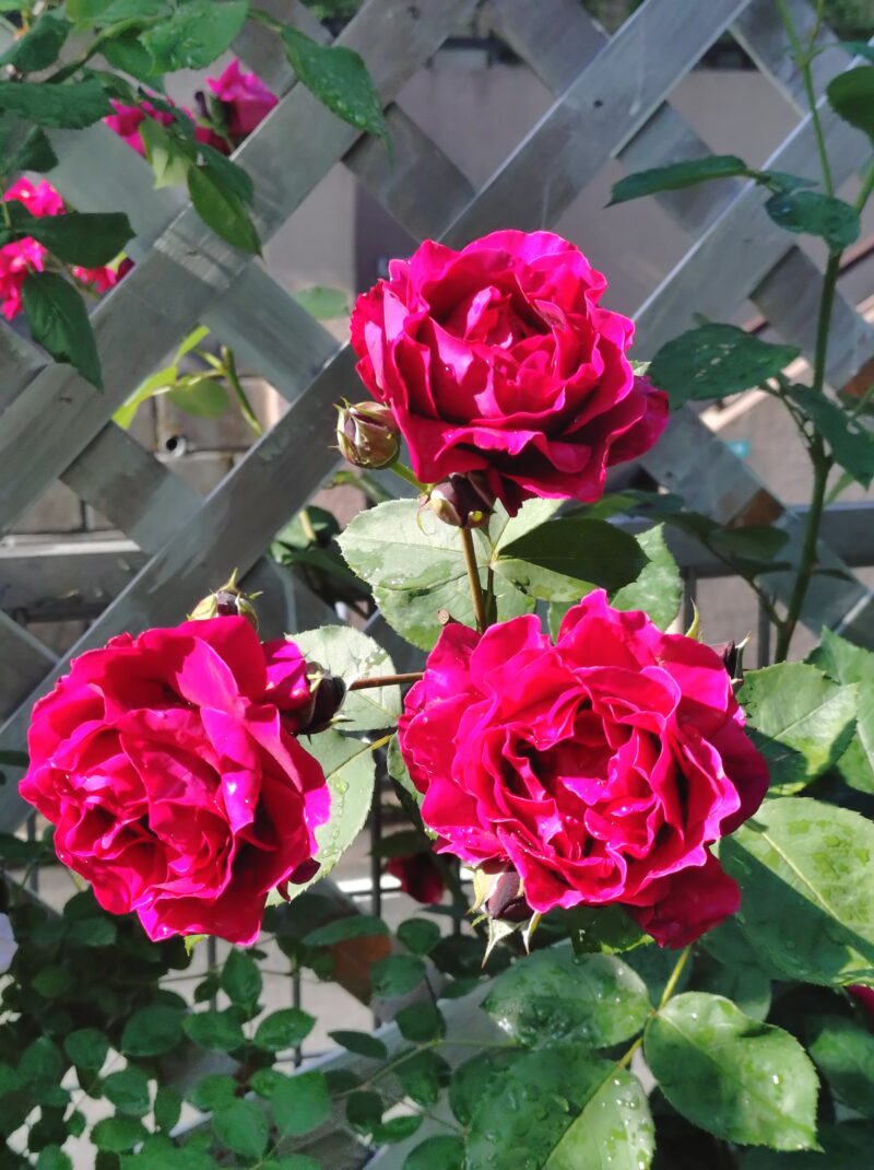 オデュッセイアの花