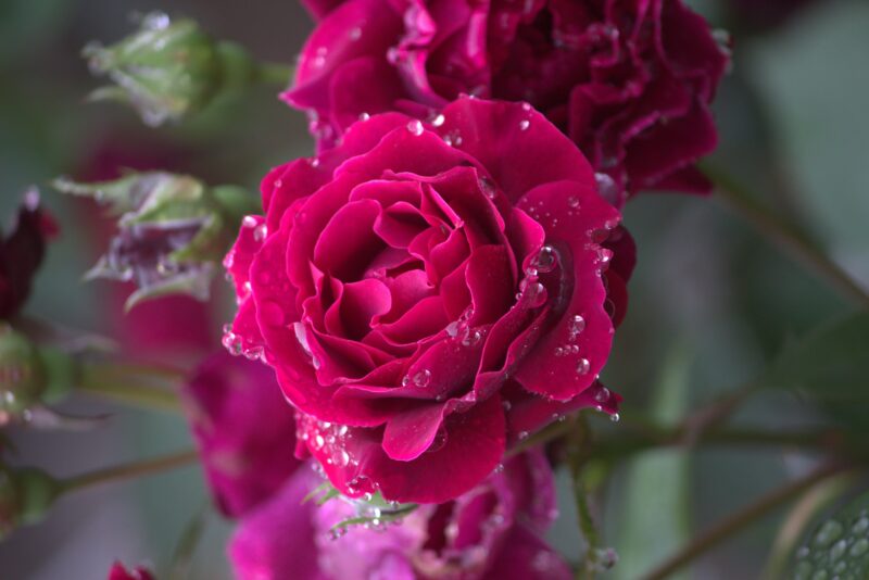 雨上がりのオデュッセイアの花
