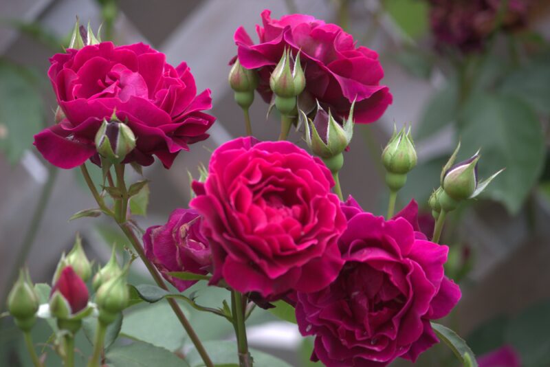 房咲きしているオデュッセイアの花