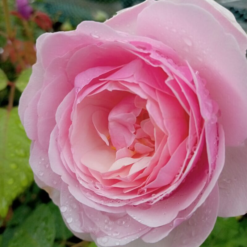 開花中のナエマの花のアップ