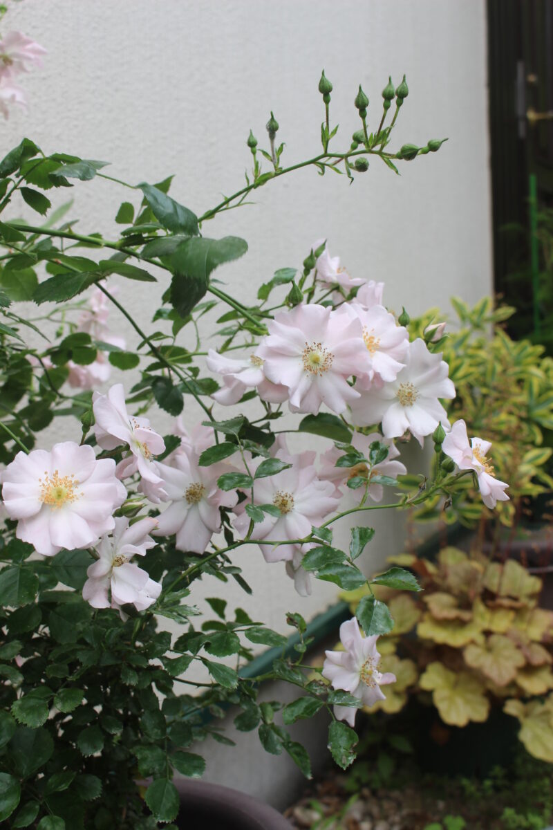 ガラシャ伽羅奢　白ミニつるバラ　開花の様子