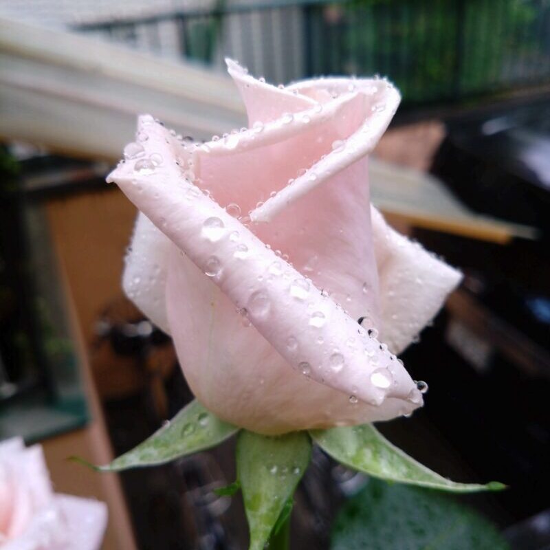 花が開く直前　ワクワクする瞬間