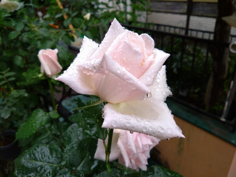ロイヤルハイネスの花、雨に濡れても美しい様子