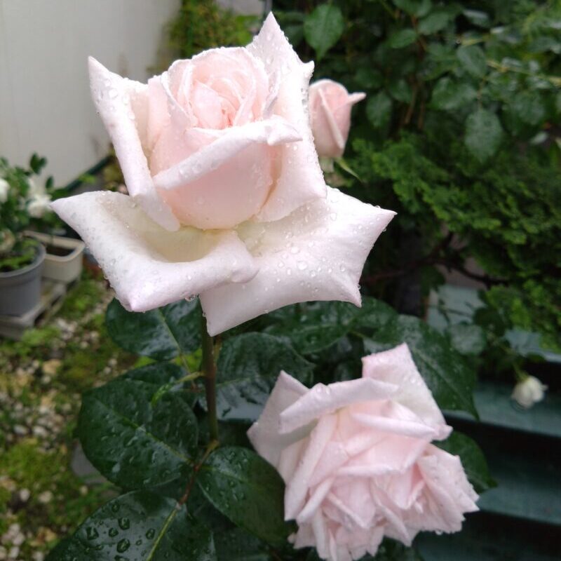 気品を感じるロイヤルハイネスの花