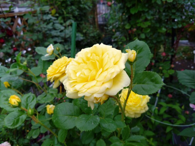 西日を遮るようにアーチの脇に鉢植え中。